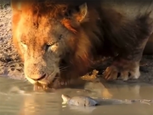 Вероломное нападение черепахи на льва во время водопоя! (: